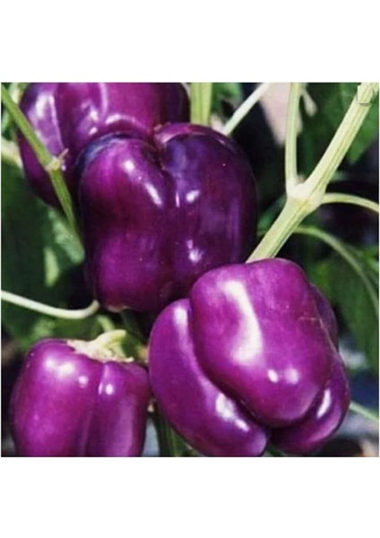 Nadir Mor Dolmalık Biber Tohumu 10 Adet Tohum fiyatları