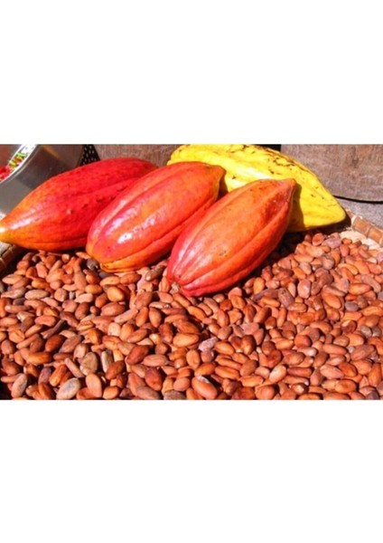 Dünyam Organik Kakao Ağacı Tohumu modelleri