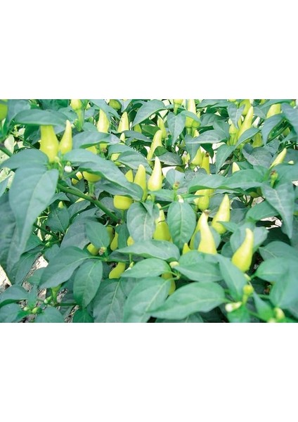 Doğal Biberiye Tohumu