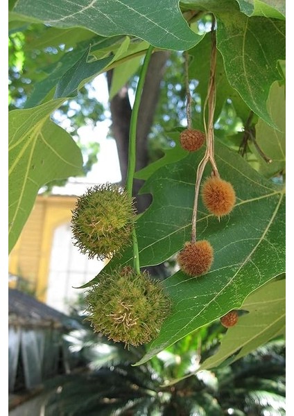 Look Çınar Ağacı Tohumu / 5 Adet Tohum TH-2022DSHNGLKTHM228 fırsatları