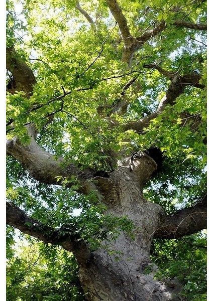 Look Çınar Ağacı Tohumu / 5 Adet Tohum TH-2022DSHNGLKTHM228 indirimleri