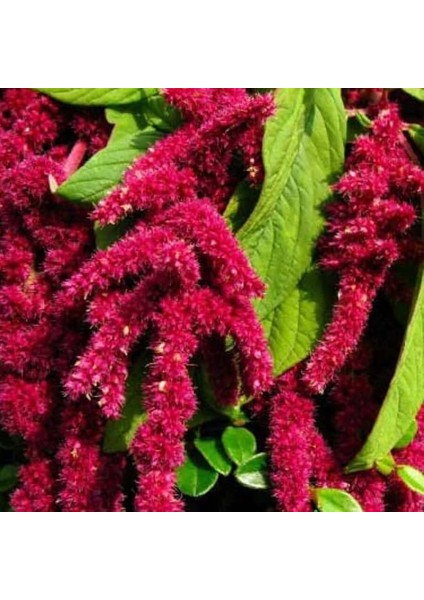 Tarım Tilki Kuyruğu Çiçeği Tohumu