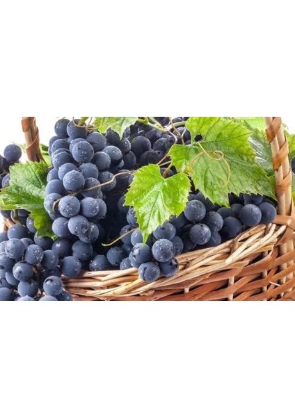 Ancora Kara Üzüm Özü 640 Mililitre modelleri