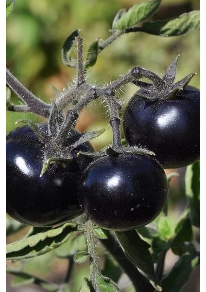 Look Siyah Kumato Domatesi Tohumu/eko Paket 25 + Adet Tohum TH-THMCMTHM343 modelleri