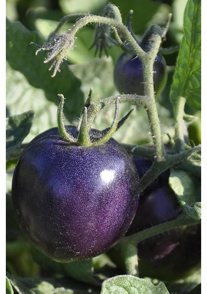 Look Siyah Kumato Domatesi Tohumu/eko Paket 25 + Adet Tohum TH-THMCMTHM343 fırsatları