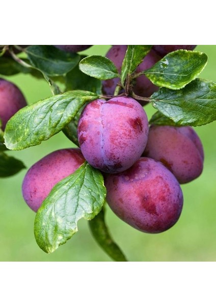 Tüplü Yarı Bodur Italyan Prizantin Erik Fidanı