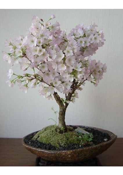 Look Beyaz Çiçekli Bahardalı Bonsai Ağacı Tohumu-10 Adet TH-2022DSHNGLKTHM085