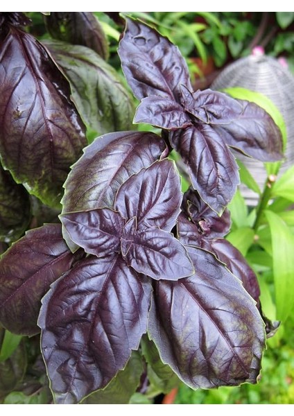 Garden Doğal Fesleğen Mor Reyhan 1000 Ad. Tohum