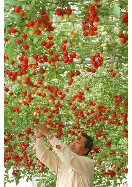 Domates Ağacı Tohumu / +5 Adet Tohum fiyatları