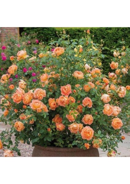 Look 10 Adet Turuncu Renkli Yediveren Kokulu Sarmaşık Gül Tohumu TH-12003206988565555