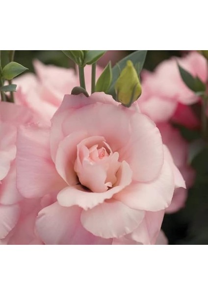 Lisianthus Çiçeği Tohumu (Katmerli, Bodur) Pembe Renkli - 5 Tohum modelleri