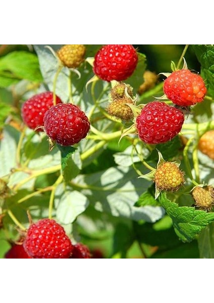 Tüplü Bol Verimli Hollanda Boduru Yediveren Ahududu Fidanı fiyatları