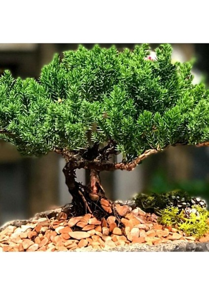 Dünyam 5 Adet Ardıç Bonsai Tohumu