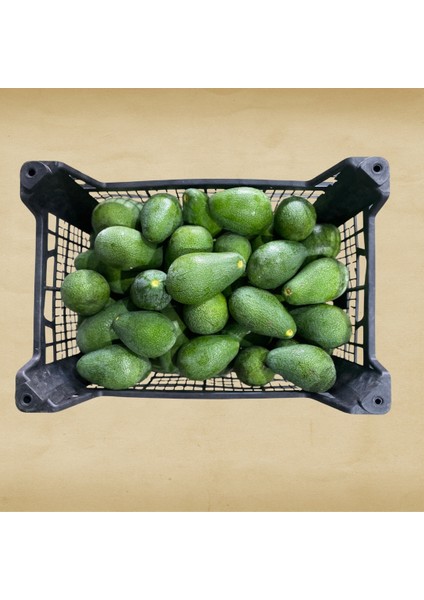 Avokado 250 gr Üzeri fiyatları