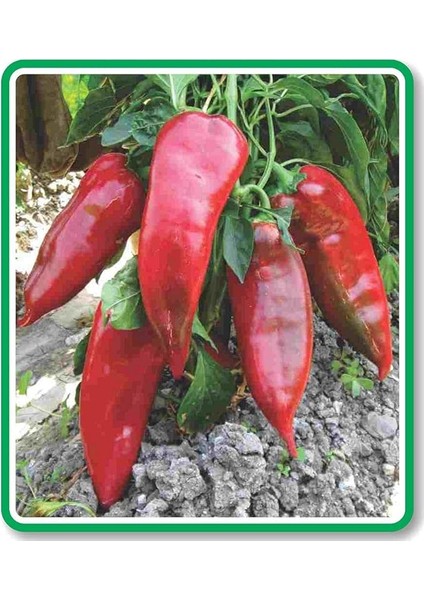 Tarım Ata Tohumu Yöresel Pala Yağlık Köz Biber 500 Adet Tohum