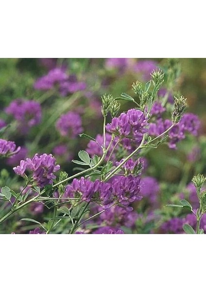 Üç Yapraklı Yonca Çiçeği 200 Adet Tohum