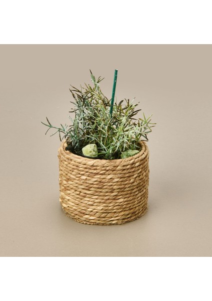 Natürel Çiçek - Asorti - 15 cm modelleri