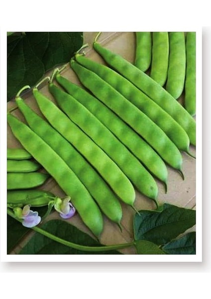 Tarım Ata Tohumu Yerli 40 Günlük Fasulye Sarıkız 50 Adet Tohum