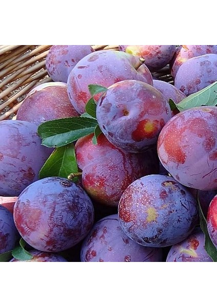 Tüplü Bol Verimli Tam Bodur Angeleno (Anjelika) Siyah Erik Fidanı