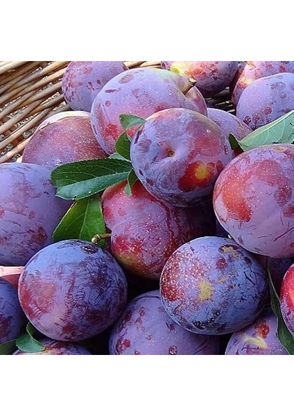 Tüplü Bol Verimli Tam Bodur Angeleno (Anjelika) Siyah Erik Fidanı fiyatları