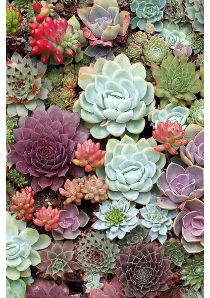 Look Karışık Renkli Sukulent Tohumu 10 Farklı Türde / 20 Tohum TH-THMCMTHM400 modelleri