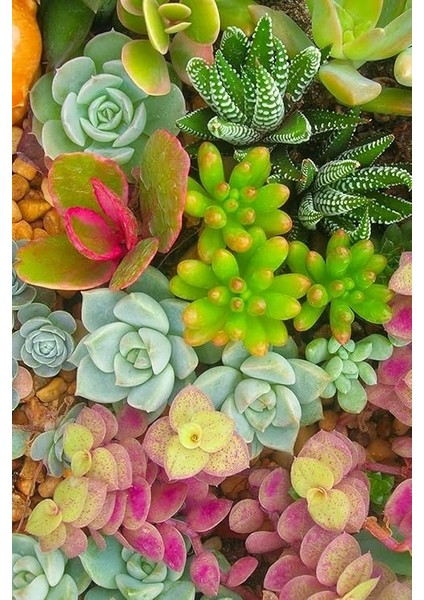 Look Karışık Renkli Sukulent Tohumu 10 Farklı Türde / 20 Tohum TH-THMCMTHM400 fırsatları