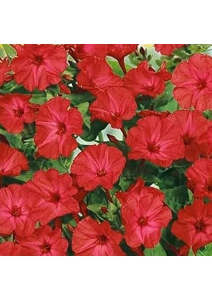 Paket Bright Red Akşam Sefası Çiçeği Tohumu(20 Tohum) fiyatları