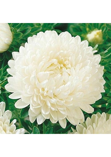 Paket Pompon Beyaz Renkli Aster Çiçeği Tohumu (50 Tohum)