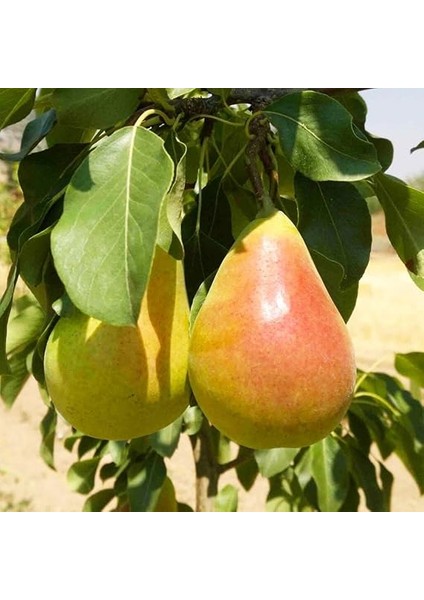 Tüplü Etruşka Armut Fidanı fırsatları