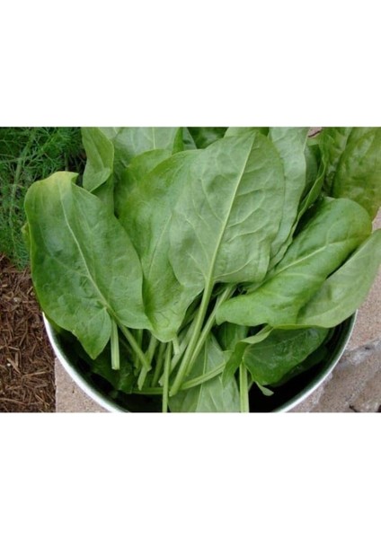 Adet Kuzu Kulağı/ekşiotu Tohumu fırsatları