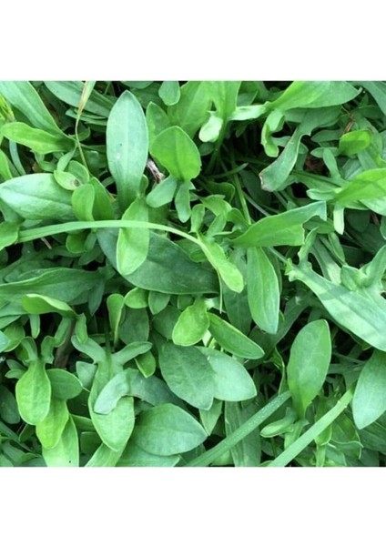 Adet Kuzu Kulağı/ekşiotu Tohumu indirimleri