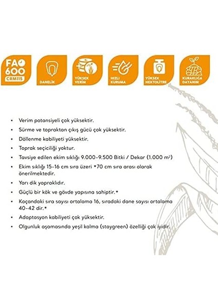 Tarım Danelik Mısır Haşlama Közleme 50 Adet Tohum fiyatları