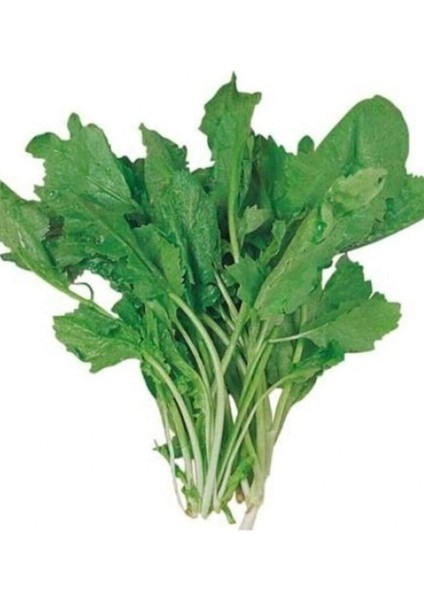 Litaetrend Tere Tohumu 10 gr