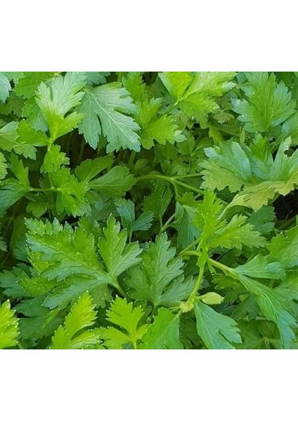 Iri Yaprak (Çoklu Tohum) - 10 Gram fiyatları