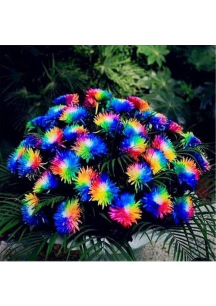 Look Çok Nadir Himalaya Orkide Çiçeği Tohumu 5 Tohum Orkide Tohumu TH-877796320297