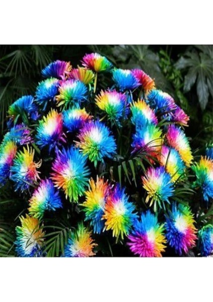 Look Çok Nadir Himalaya Orkide Çiçeği Tohumu 5 Tohum Orkide Tohumu TH-877796320297 fiyatları