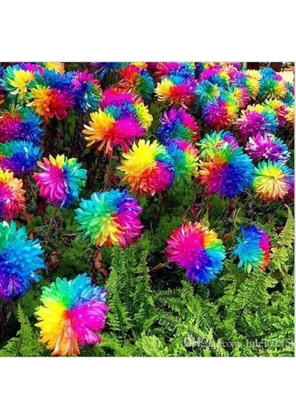 Look Çok Nadir Himalaya Orkide Çiçeği Tohumu 5 Tohum Orkide Tohumu TH-877796320297 modelleri