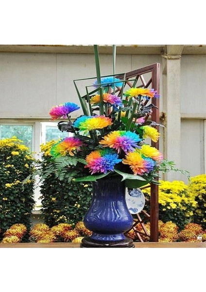 Look Çok Nadir Himalaya Orkide Çiçeği Tohumu 5 Tohum Orkide Tohumu TH-877796320297 fırsatları