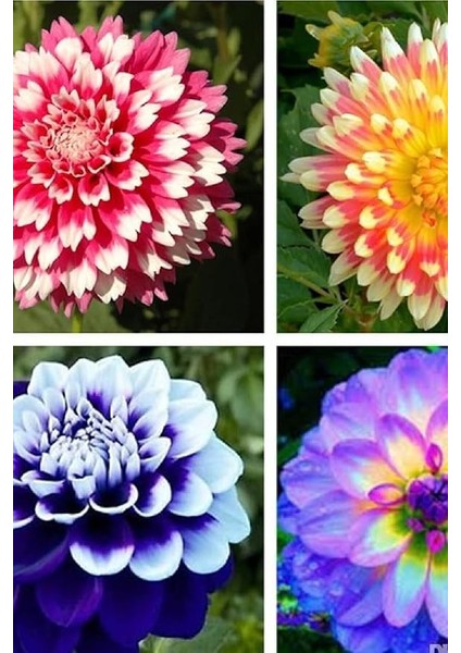 Look Dahlia Dalya Çiçeği Tohumu Özel Renk 10 Adet TH-2022DSHNGLKTHM212