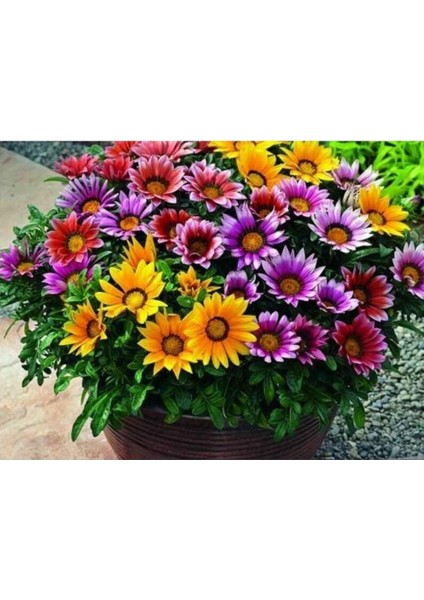 Dünyam 10 Adet Gazania Mix Flower Tohumu fırsatları