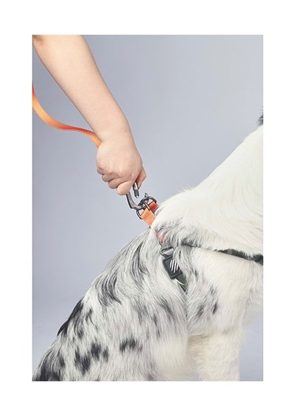 Wild Jungle Köpek Gezdirme Kayışı Turuncu Large-Xlarge 2X120 cm modelleri