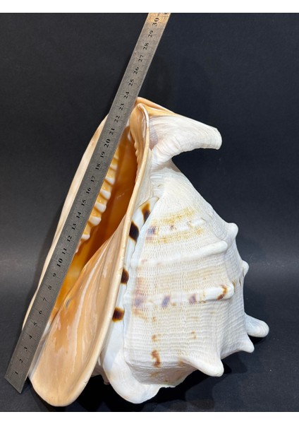 Casıs Kabuk L Boy fiyatları