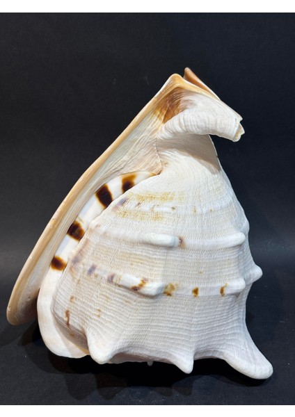 Casıs Kabuk L Boy modelleri