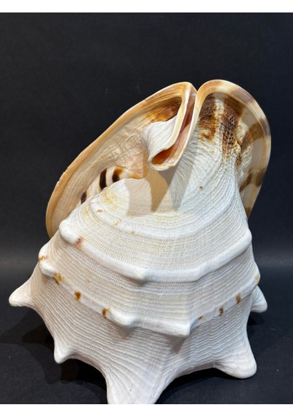 Casıs Kabuk L Boy fırsatları