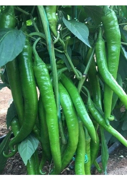 Garden Doğal Sivri Sera Demre Biberi 100 Ad. Tohum