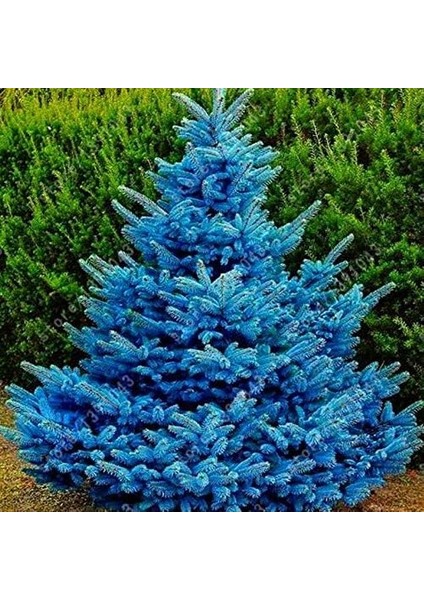 Mavi Ladin Tohumu (20 Tohum)