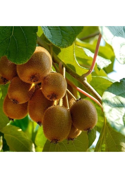 Hayward Kivi Fidanı Paketi(1 Dişi-1 Erkek)