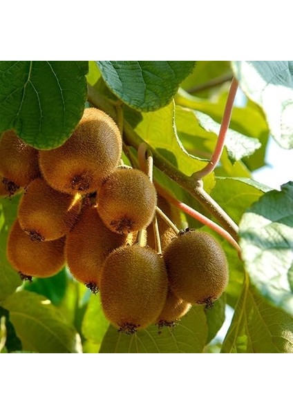 Hayward Kivi Fidanı Paketi(1 Dişi-1 Erkek) fırsatları