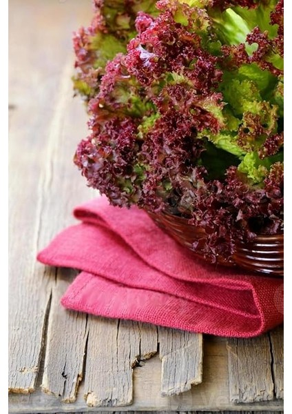 Kıvırcık Marul Tohumu / 40 Adet Tohum fiyatları