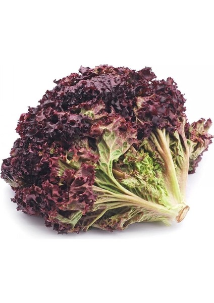 Kıvırcık Marul Tohumu / 40 Adet Tohum modelleri